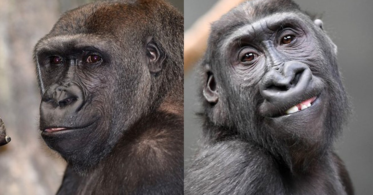 Endangered gorillas Kamba and Nora make their Como Zoo debut