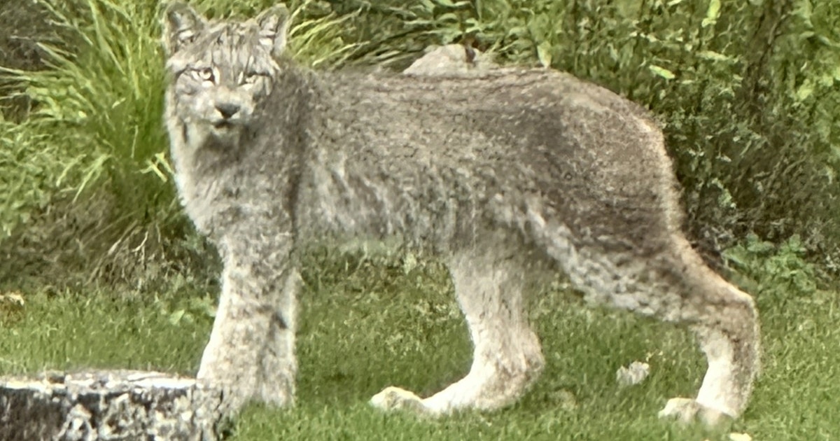 Lynx caught on camera in northern Minnesota