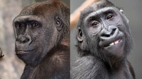 Endangered gorillas Kamba and Nora make their Como Zoo debut