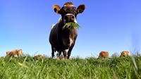 Brown County rabies case: Owner, children, and vets exposed after cow showed odd behavior