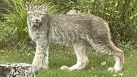 Lynx caught on camera in northern Minnesota