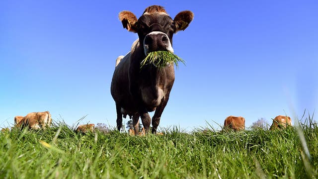 Brown County rabies case: Owner, children, and vets exposed after cow showed odd behavior