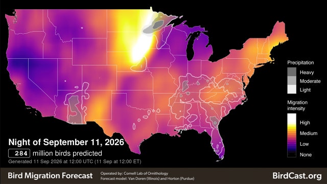 Minnesota bird migration: Millions flying south for seasonal migration