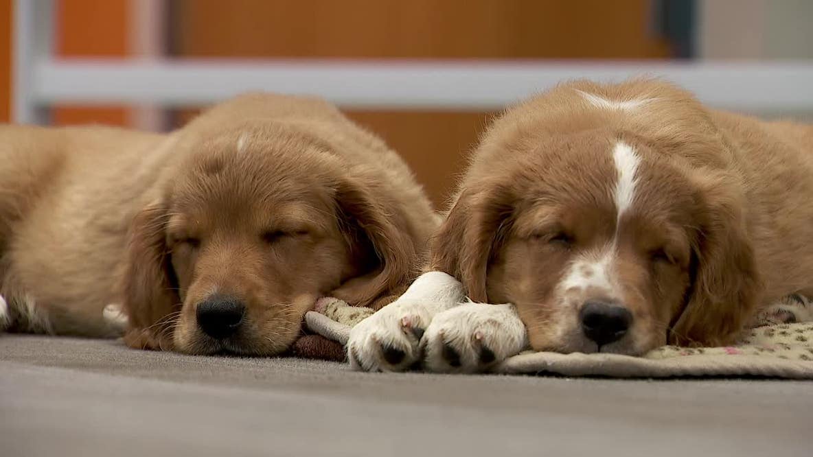 36 dogs rescued from unlicensed breeder in Cass County