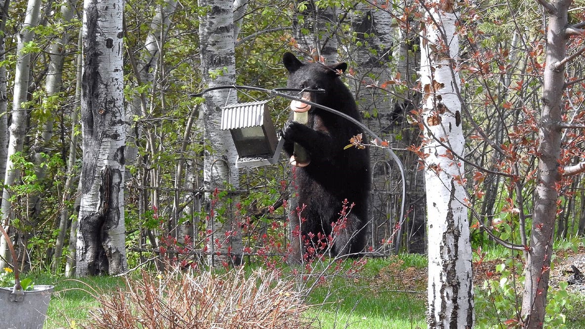 Man, dog hurt after run-in with bear in northern Minnesota