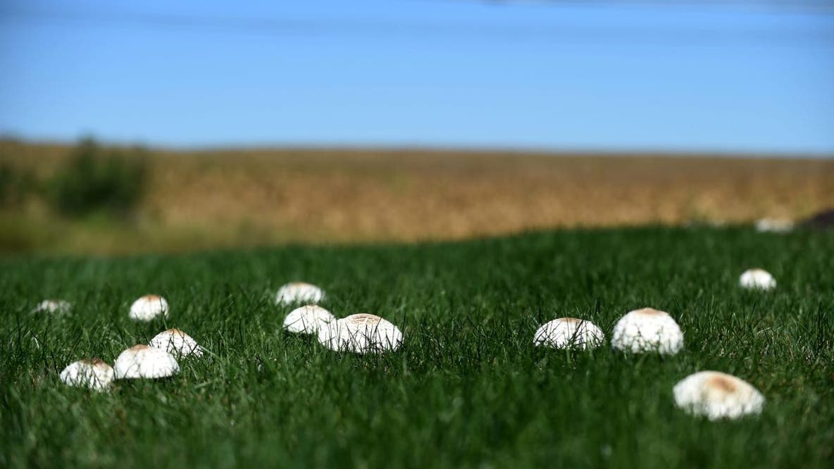 What are these mushrooms appearing on your lawn?