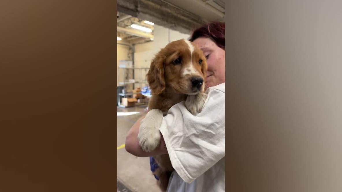 36 dogs rescued from unlicensed breeder in Cass County
