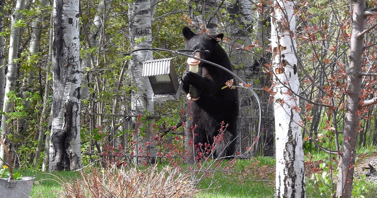 Northern MN man, dog hurt after run-in with bear