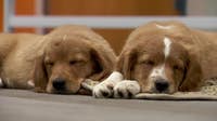 36 dogs rescued from unlicensed breeder in Cass County