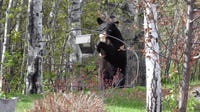 Man, dog hurt after run-in with bear in northern Minnesota