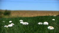 What are these mushrooms appearing on your lawn?