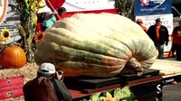 Minnesota pumpkin grower wins 5th world championship with 2,389-pound pumpkin