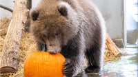 Minnesota Zoo welcomes 3 orphaned brown bear cubs rescued in Alaska