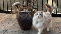 Minneapolis' top cat and dog names of 2026