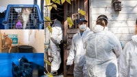 Orono cat rescue: 15 cats and kittens removed from neglected property