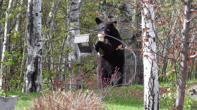 Man, dog hurt after run-in with bear in northern Minnesota