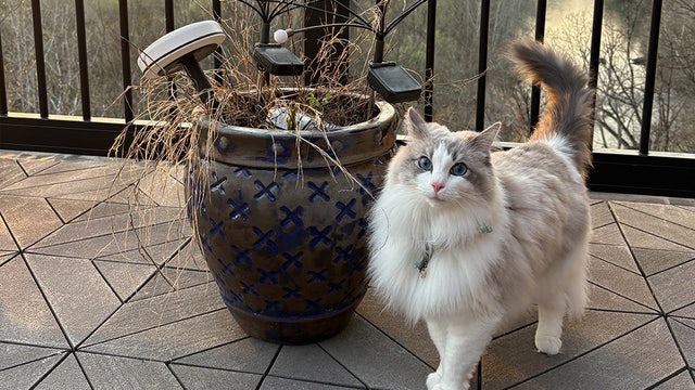 Minneapolis' top cat and dog names of 2026