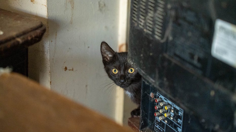 Image shows a cat at a neglected property in Orono.