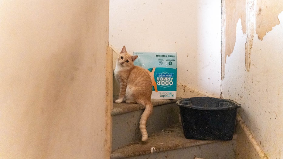 Image shows a cat at a neglected property in Orono.