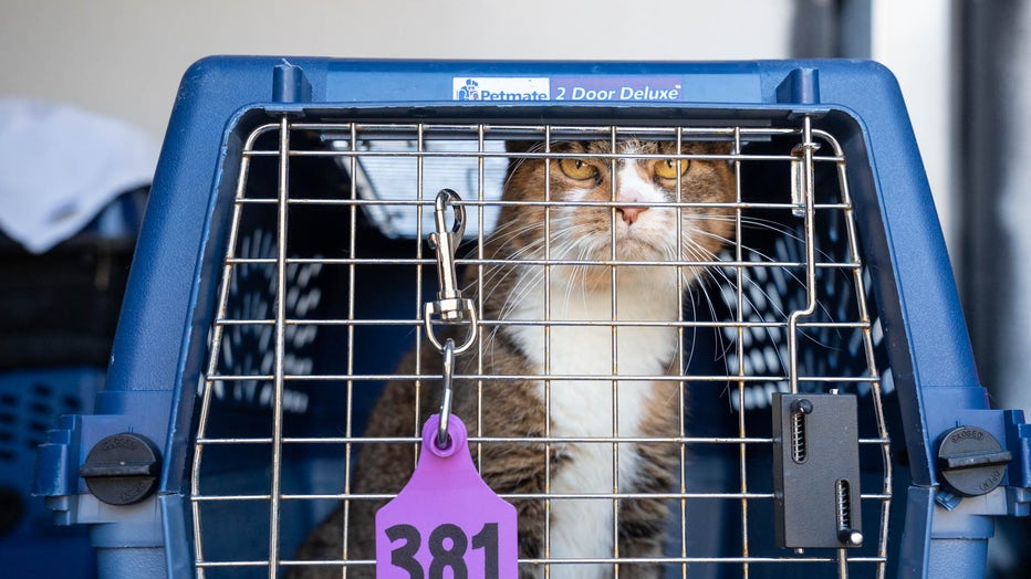 Image shows a cat removed from a neglected property in Orono.