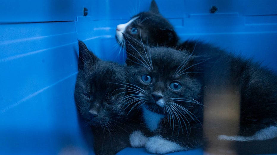 Image shows cats removed from a neglected property in Orono.