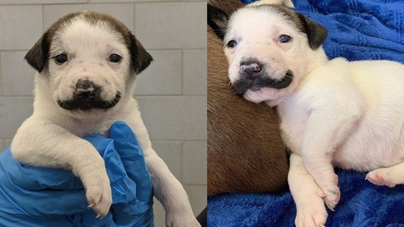 Adorable photos of rescue puppy born with fur mustache go viral