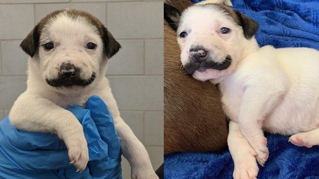 Adorable photos of rescue puppy born with fur mustache go viral