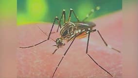 West Nile mosquitoes found in Costa Mesa