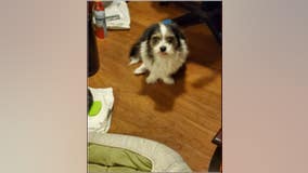 Deputies searching for therapy dog stolen from Norwalk neighborhood