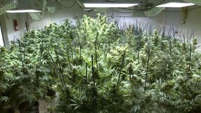 Firefighters discover marijuana growth operation in commercial building