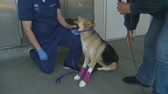 German Shepard dragged from truck receives ongoing treatment from Riverside County Animal Services