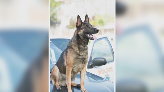 Long Beach police K-9 dies in hot patrol car