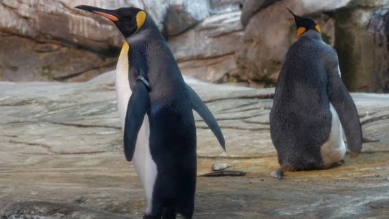 Gay penguins adopt egg after attempting to hatch stones at zoo