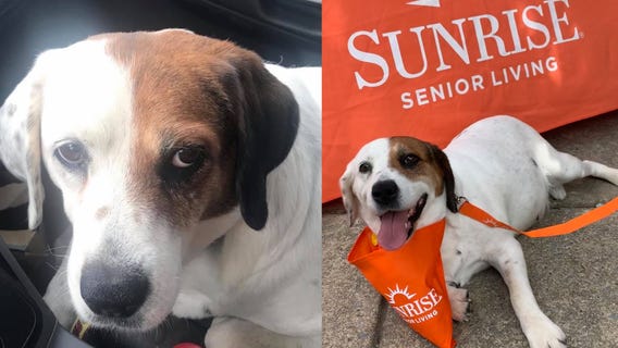 ‘She came alive’: Dog saved hours before euthanasia finds home at senior living center