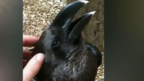 Bunny or bird: What do you see in this viral optical illusion video?