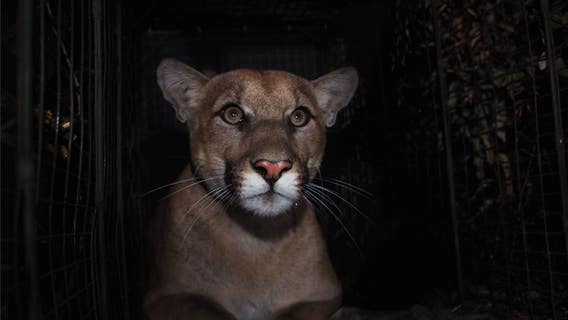 Mountain lion successfully crosses 405 freeway, gives researchers new insight