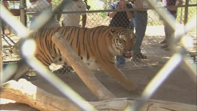 Nearly 500 animals displaced after Wildlife Waystation Animal Sanctuary shuts down