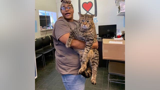 'Chonky kitty': 26-pound cat headed to forever home thanks to viral success
