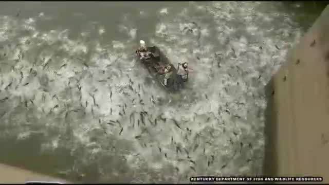 Electrofishing stuns hundreds of carp in mind-boggling video