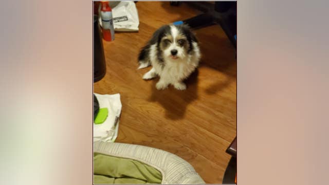 Deputies searching for therapy dog stolen from Norwalk neighborhood