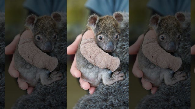 Adorable orphaned baby koala gets arm cast after falling from tree