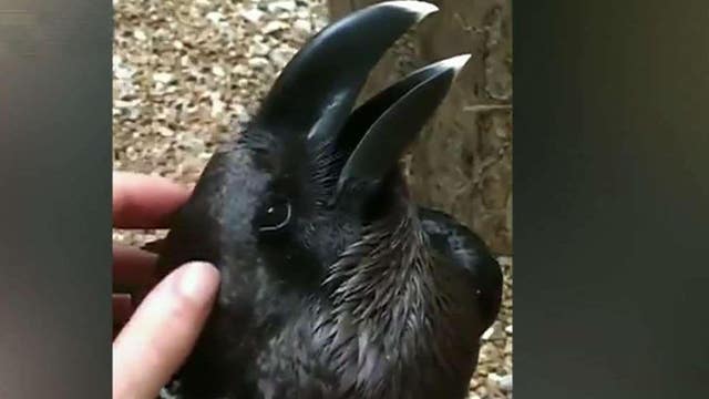 Bunny or bird: What do you see in this viral optical illusion video?