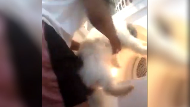 Police identify teen girl in dryer video, dog evaluated by vet