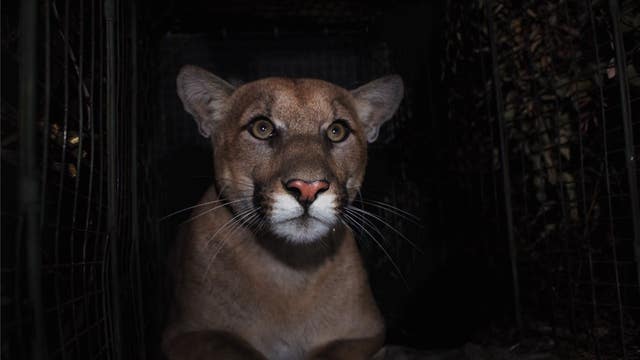 Mountain lion successfully crosses 405 freeway, gives researchers new insight