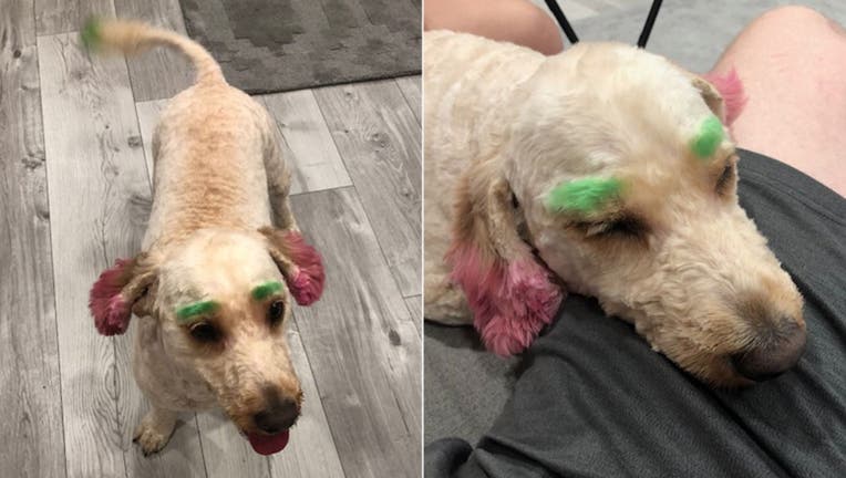 Graziella Puleo said her goldendoodle, Lola, came back from the groomer with neon green eyebrows and ears. (Graziella Puleo)