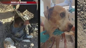 Dog found hogtied in trash bag in Gila River rescued, recovering from surgery