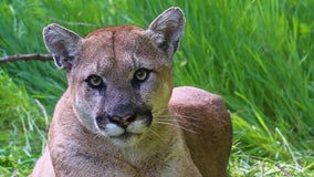 Simi Valley man criminally charged with shooting, killing P-38 mountain lion