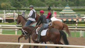 Horse euthanized after sustaining injury while training at Santa Anita Park