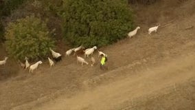 Goats grazing alongside hills in Pasadena to help prevent wildfires