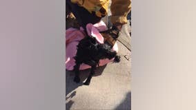 Dog rescued in Malibu after falling 30-feet down abandoned well